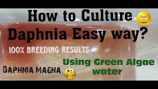 Daphnia MagnaHow to Culture Daphnia Easy wayCulturing Daphnia using Green water Daphnia [upl. by Crabb469]