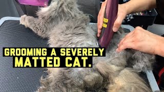 SEVERELY MATTED CAT GETS GROOMED  VIEWERS DISCRETION ADVISED [upl. by Barry675]