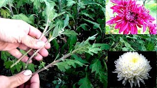 How to grow chrysanthemums from cutting  easy way 100 root [upl. by Nylirrehs]