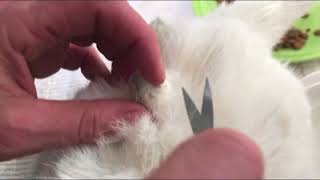 How To Remove Mats From Cat Fur [upl. by Assirual]