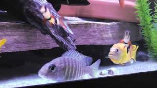 Metriaclima quotmsoboquot cichlid [upl. by Assilat]