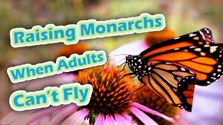 Raising Monarchs  When Adults Cant Fly Help The Monarch Butterfly [upl. by Barbara]