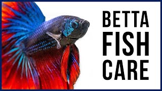 How to Care for Your New Betta Fish [upl. by Eibob112]