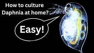 BEST Live Fish Food Beginner guide How to Culture Daphnia at home [upl. by Schuster]