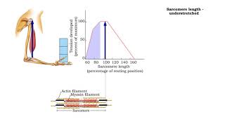 Factors that influence muscle tension  Sarcomere length and force understretched and overstretched [upl. by Ynnor]