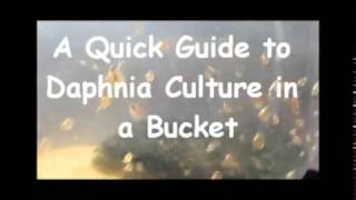 How to culture daphnia outside [upl. by Elyc]