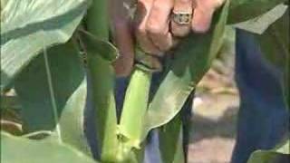 Pollination Methods Corn [upl. by Anovahs]