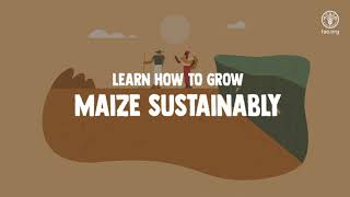 Learn how to grow maize [upl. by Atilegna]