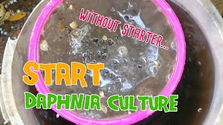 How to culture daphnia moina the easy way 1  Starting the Daphnia culture [upl. by Rehptosirhc]