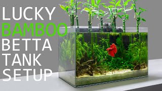 Betta Fish Tank Setup Ideas [upl. by Adnulahs]