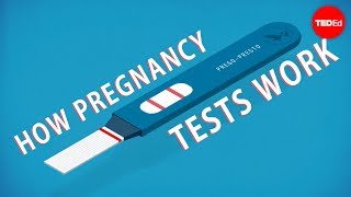 How do pregnancy tests work  Tien Nguyen [upl. by Oniluap]