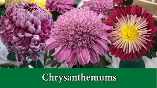 How to Grow Chrysanthemums  Hardy Mums and Exhibition Types [upl. by Salas286]