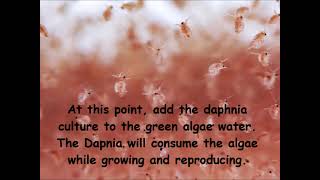 Daphnia  How to grow daphnia in your home [upl. by Ecire883]