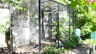 Beautiful Natural Finch Aviary How to set one up [upl. by Dogs]