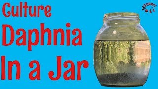 How to Culture Daphnia in a Jar [upl. by Maynard299]