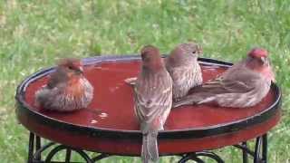 House Finches dominate at birdbath [upl. by Eimmij]