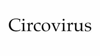 How to Pronounce Circovirus [upl. by Karalynn]