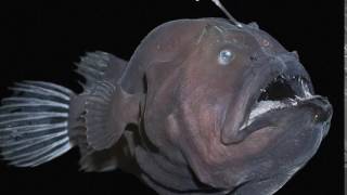 What an anglerfish sounds like [upl. by Sherill]