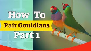 Gouldian Finch Pairing  6 Pairs Breeding Season Part 1 [upl. by Socha]