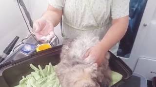 Magic matt removal on a cat [upl. by Arahas680]