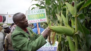 Drought resistant maize variety rolled out [upl. by Saffren]