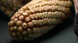 History of maize cultivation [upl. by Asenev]