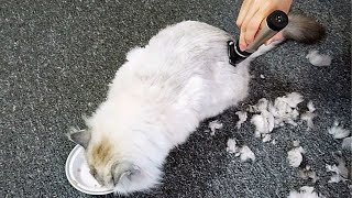 How to Shave a Long Haired Cat at Home [upl. by Ajar434]