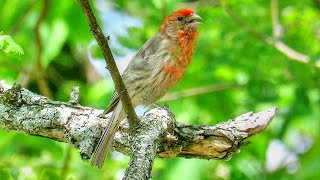 House Finch Call [upl. by Hodess361]