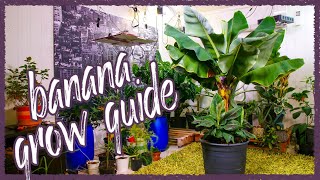 Grow Bananas Successfully Indoors Grow Guide [upl. by Nissensohn]