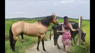 My sister training care her lovely horse in beginner 2021 [upl. by Anomor]