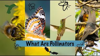 What Are Pollinators [upl. by Dine]