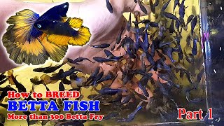 Part 1  How To Betta Fish Breeding  More Than 300 Betta Fry Mustard Gas Rose Tail Halfmoon [upl. by Blinni]