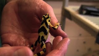 Panamanian Golden Frog Breeding  The Maryland Zoo [upl. by Baxy]