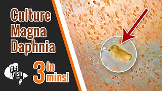 How to culture DAPHNIA MAGNA  The easy way [upl. by Kristo719]