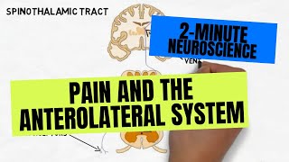 2Minute Neuroscience Pain and the Anterolateral System [upl. by Mycah]