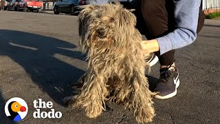 Matted Stray Dog Finally Gets A Haircut  The Dodo [upl. by Ysnil]