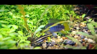 Apistogramma Borelli quotOpalquot  Sticksn Stones  Part VI [upl. by Nnylorac189]