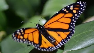 Monarch butterfly opening  flapping wings Slow motion [upl. by Slocum]