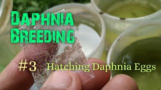 Daphnia Culture made simple and easy 3  Hatching Daphnia eggs [upl. by Aym503]