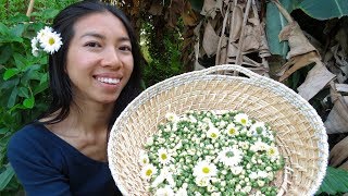 Chinese Chrysanthemum Care and Autumn Harvest [upl. by Weston23]