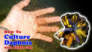 How to Culture Daphnia with ZERO Cost  Unlimited Live Food For Our Fish [upl. by Aneehsyt483]