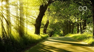 3 HOURS Instrumental Guitar Music Positive Energy For Study Sunny Woods [upl. by Na]