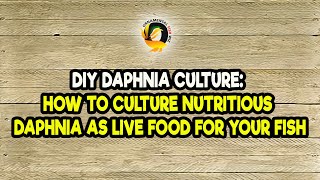 DIY Daphnia Culture How to Culture Nutritious Daphnia as Live Food for Your Fish [upl. by Leona]