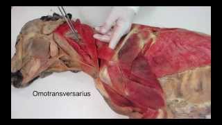 Veterinary anatomy dog muscles thoracic limb 1 of 3 [upl. by Arekat287]