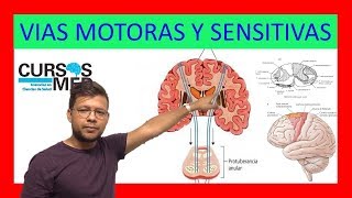 VÍAS SENSITIVAS Y VIAS MOTORAS ✅ [upl. by Rakso197]