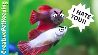 How to keep Female Betta Fish from killing each other  Fish Fan Friday [upl. by Beeson]