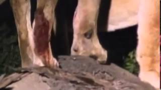 Documental de Leones Leones Vs Hienas Enemigos Eternos Especial National Geographic 480p [upl. by Gerk]