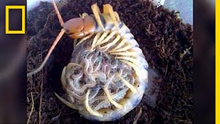 Creepy Yet Heartwarming Centipede Mother quotHugsquot Its Babies  National Geographic [upl. by Ralyks]