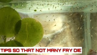 How To Breed Betta Fish Part 3 The Eggs Hatch Until The Fry Are 4 Days Old And Transfer To The Pond [upl. by Yliab]