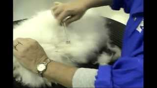 Safe Mat Removal for Long Haired Cats with Melissa Verplank [upl. by Talya597]